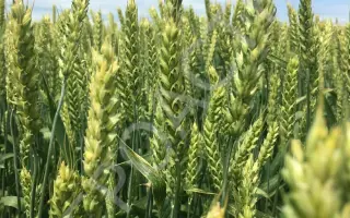 ЮБИЛЕЙНАЯ 75