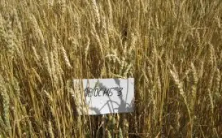 НОВОСИБИРСКАЯ 3