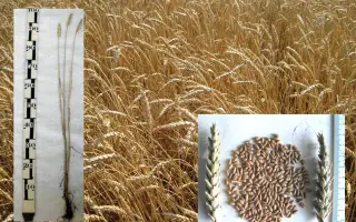 НОВОСИБИРСКАЯ 2