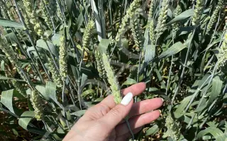 НИВА СТАВРОПОЛЬЯ