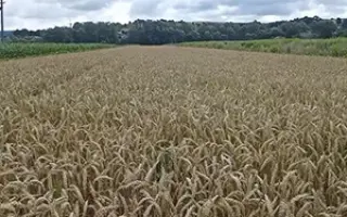 ЗАГРАВА ОДЕССКАЯ