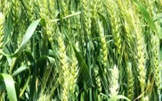 ЛЬГОВСКАЯ 8