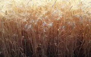 ЭПОХА ОДЭСЬКА