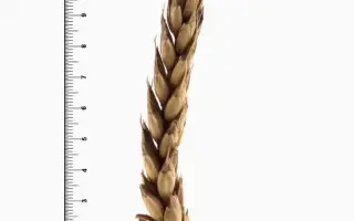 ДОНСКАЯ ЛИРА