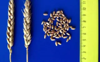 НОВОЕРШОВСКАЯ