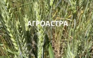 ГУБЕРНАТОР ДОНА