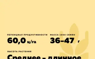 КАМЫШАНКА 3