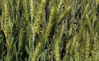 ВИКТОРИЯ ОДЕССКАЯ