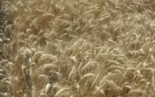 ОДЕССКАЯ 267