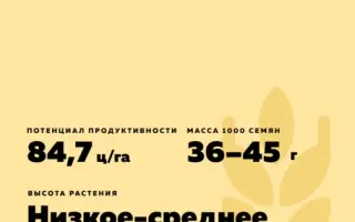 ПЕРВИЦА