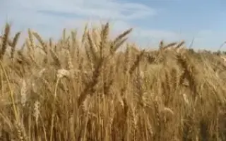 КАЗАНСКАЯ 285