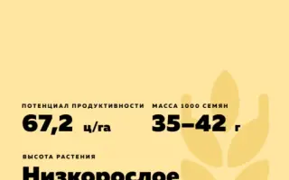 БИРЮЗА