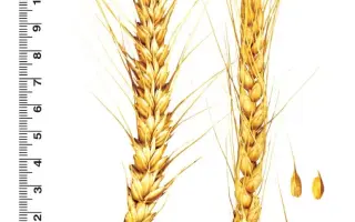 ТАРАСОВСКАЯ ОСТИСТАЯ