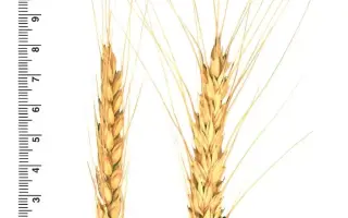 СЕВЕРОДОНЕЦКАЯ ЮБИЛЕЙНАЯ