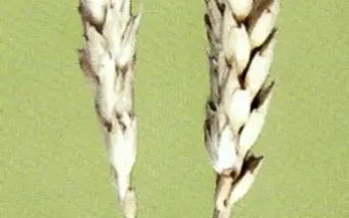 ЛЕВОБЕРЕЖНАЯ 1