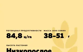 ДОНСКОЙ СЮРПРИЗ