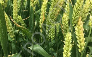 ЗЕРНОГРАДКА 11