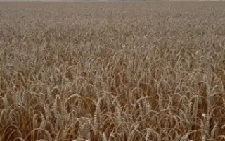 КАСИБОВСКАЯ 2