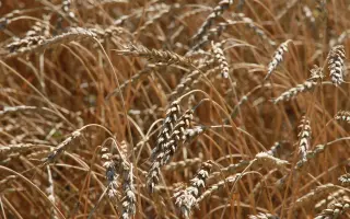 АЛТАЙСКАЯ 85