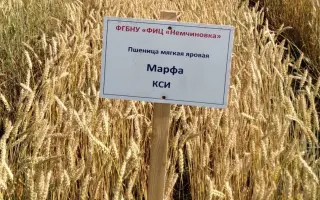 МАРФА