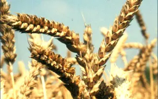 КИНЕЛЬСКАЯ ЗВЕЗДА