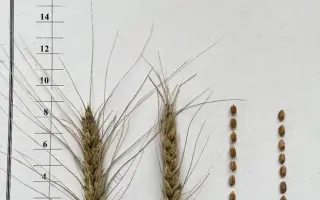 ТУЛУНСКИЕ ЗОРИ