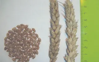 НОВОСИБИРСКАЯ 49