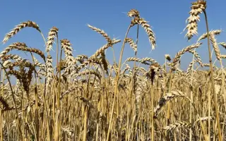 ЮБИЛЕЙНАЯ 60