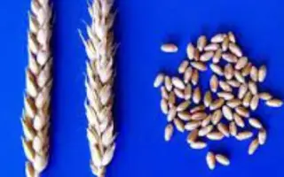 САРАТОВСКАЯ 55