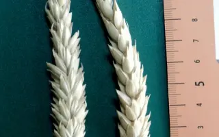 АЛЕКСАНДРИТ