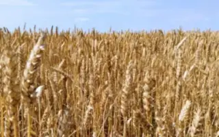 ЗАУРАЛЬСКАЯ ВОЛНА