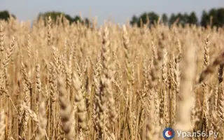 ОРЕНБУРГСКАЯ 23