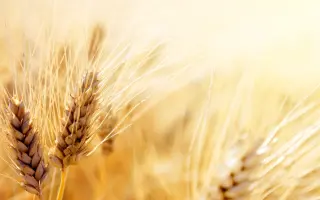 ОРЕНБУРГСКАЯ 13