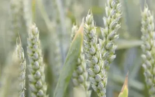 КВС КАРУЗУМ