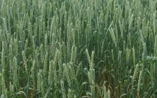 ЗАУРАЛЬСКАЯ ЖЕМЧУЖИНА