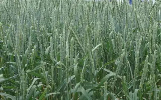 ЗАУРАЛЬСКИЙ ЯНТАРЬ