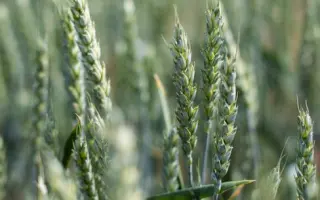 КВС ДЖЕТСТРИМ