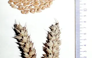 НОВОСИБИРСКАЯ 16