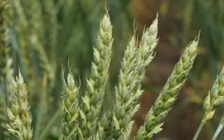 УЛЬЯНОВСКАЯ 105