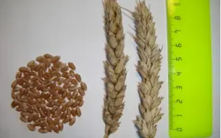 НОВОСИБИРСКАЯ 41