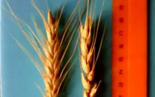 ЕРШОВСКАЯ 36