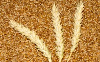 ТОБОЛЬСКАЯ СТЕПНАЯ