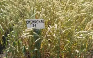 СИБИРСКАЯ 21