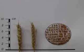 ОМСКАЯ ЗОЛОТАЯ