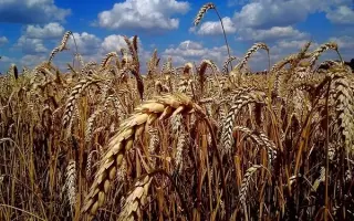 ВОРОНЕЖСКАЯ 18