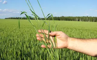 ТОБОЛЬСКАЯ