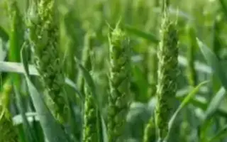 АЛТАЙСКАЯ ЖНИЦА