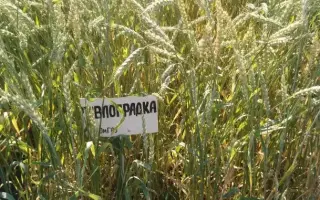 ПАВЛОГРАДКА