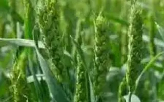 СТЕПНАЯ ВОЛНА