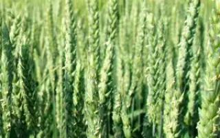 КВС АКВИЛОН